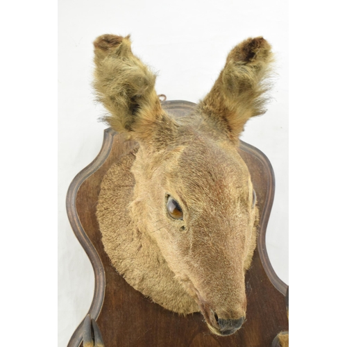 207 - French taxidermy deer's head mounted onto wooden shield, with mounted feet acting as a gun rack, 45c... 