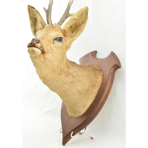 207 - French taxidermy deer's head mounted onto wooden shield, with mounted feet acting as a gun rack, 45c... 