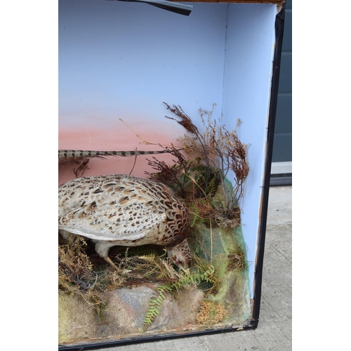 208 - Taxidermy: A Victorian cased pair of pheasants amongst naturalistic setting, By James Gardner, origi... 