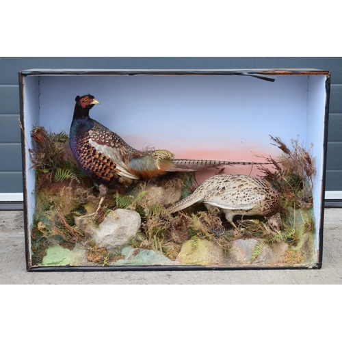 208 - Taxidermy: A Victorian cased pair of pheasants amongst naturalistic setting, By James Gardner, origi... 