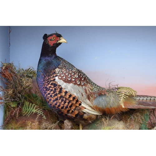 208 - Taxidermy: A Victorian cased pair of pheasants amongst naturalistic setting, By James Gardner, origi... 