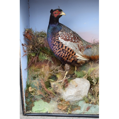 208 - Taxidermy: A Victorian cased pair of pheasants amongst naturalistic setting, By James Gardner, origi... 