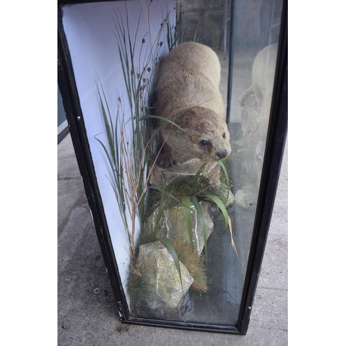 209 - Taxidermy: A Victorian cased otter (Lutra Lutra), amongst naturalistic waterside setting of rocks an... 