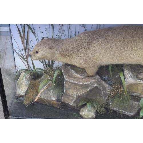 209 - Taxidermy: A Victorian cased otter (Lutra Lutra), amongst naturalistic waterside setting of rocks an... 