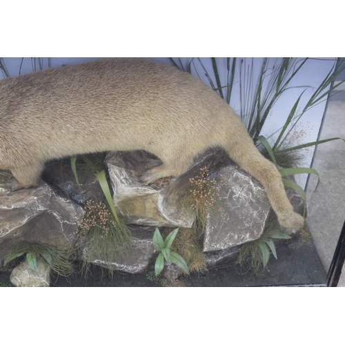 209 - Taxidermy: A Victorian cased otter (Lutra Lutra), amongst naturalistic waterside setting of rocks an... 