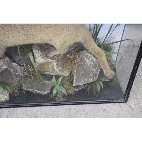 209 - Taxidermy: A Victorian cased otter (Lutra Lutra), amongst naturalistic waterside setting of rocks an... 