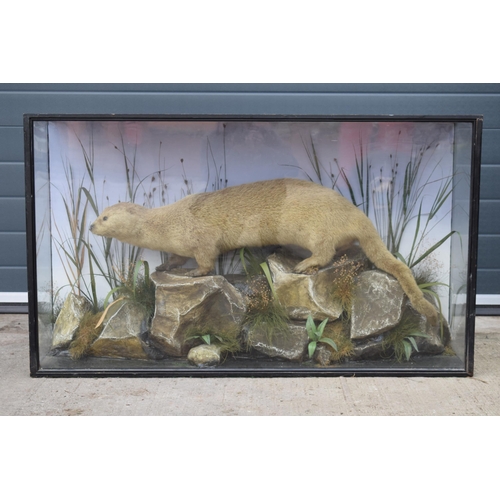 209 - Taxidermy: A Victorian cased otter (Lutra Lutra), amongst naturalistic waterside setting of rocks an... 