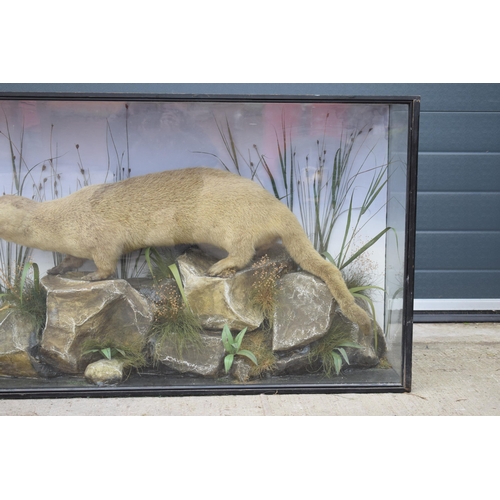 209 - Taxidermy: A Victorian cased otter (Lutra Lutra), amongst naturalistic waterside setting of rocks an... 