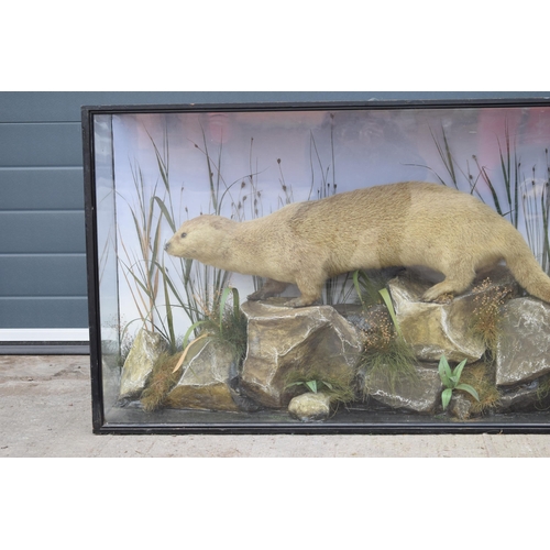 209 - Taxidermy: A Victorian cased otter (Lutra Lutra), amongst naturalistic waterside setting of rocks an... 