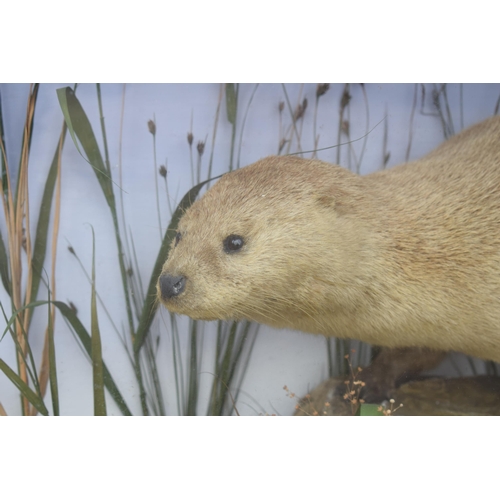 209 - Taxidermy: A Victorian cased otter (Lutra Lutra), amongst naturalistic waterside setting of rocks an... 