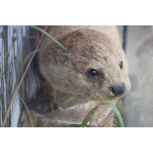 209 - Taxidermy: A Victorian cased otter (Lutra Lutra), amongst naturalistic waterside setting of rocks an... 