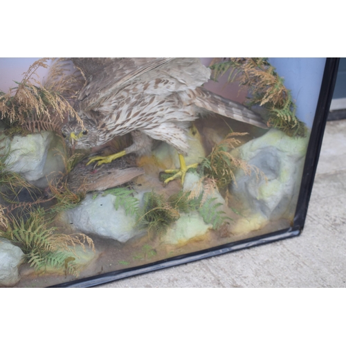 211 - Taxidermy: A Victorian cased pair of Sparrow Hawks, amongst naturalistic setting, one with outstretc... 