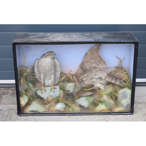 211 - Taxidermy: A Victorian cased pair of Sparrow Hawks, amongst naturalistic setting, one with outstretc... 