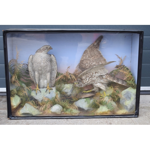 211 - Taxidermy: A Victorian cased pair of Sparrow Hawks, amongst naturalistic setting, one with outstretc... 