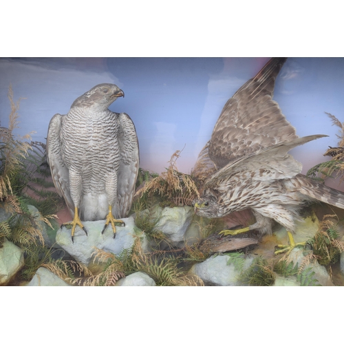 211 - Taxidermy: A Victorian cased pair of Sparrow Hawks, amongst naturalistic setting, one with outstretc... 