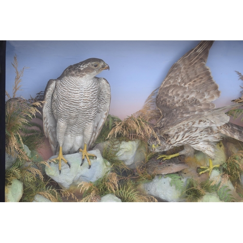 211 - Taxidermy: A Victorian cased pair of Sparrow Hawks, amongst naturalistic setting, one with outstretc... 