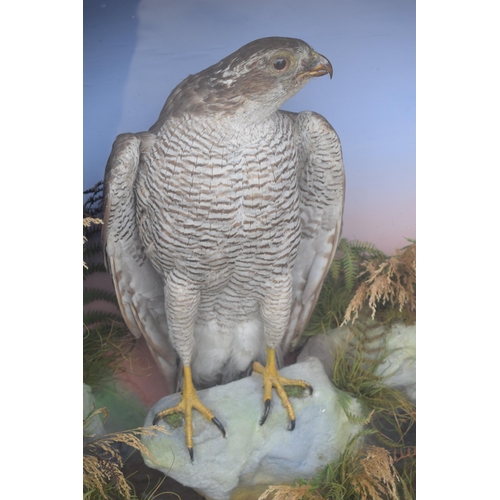 211 - Taxidermy: A Victorian cased pair of Sparrow Hawks, amongst naturalistic setting, one with outstretc... 