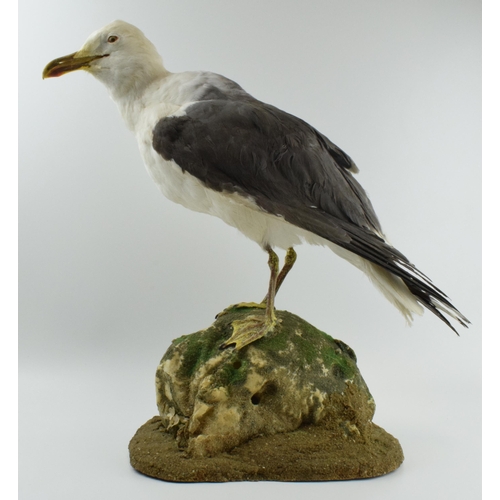 213 - Taxidermy model of a seagull, mounted onto a naturalistic base, 48cm tall.