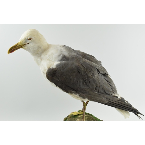 213 - Taxidermy model of a seagull, mounted onto a naturalistic base, 48cm tall.