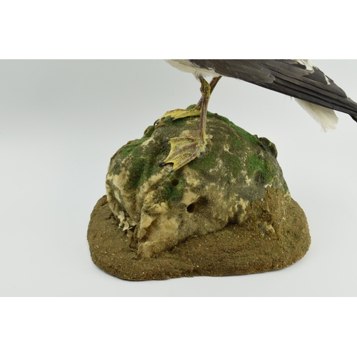 213 - Taxidermy model of a seagull, mounted onto a naturalistic base, 48cm tall.