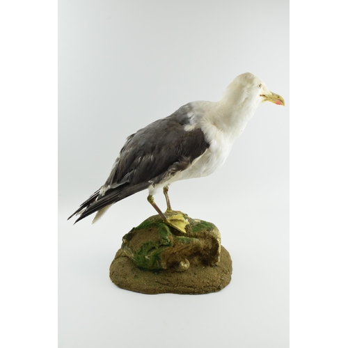 213 - Taxidermy model of a seagull, mounted onto a naturalistic base, 48cm tall.