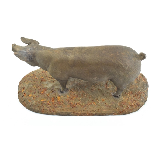 262 - North Light bronzed resin model of a British Landrace pig, 23cm long (some restoration).