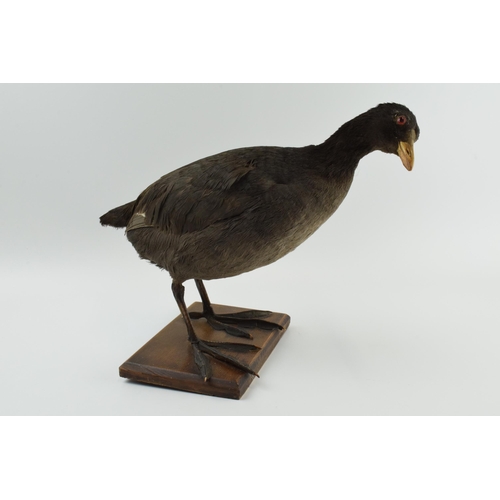 215 - Vintage French taxidermy model of a duck, mounted onto a wooden base, 25cm tall.