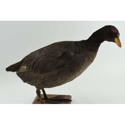 215 - Vintage French taxidermy model of a duck, mounted onto a wooden base, 25cm tall.