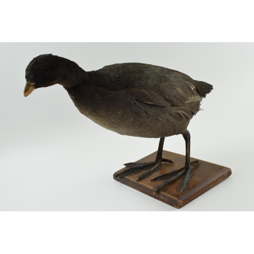 215 - Vintage French taxidermy model of a duck, mounted onto a wooden base, 25cm tall.