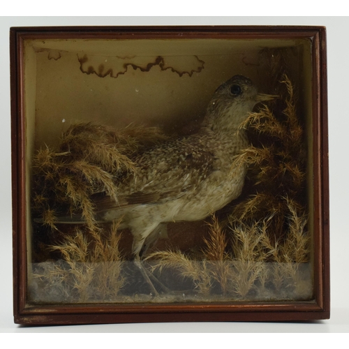 216 - Late Victorian / Edwardian taxidermy model of a bird set amongst naturalistic setting, in wooden gla... 