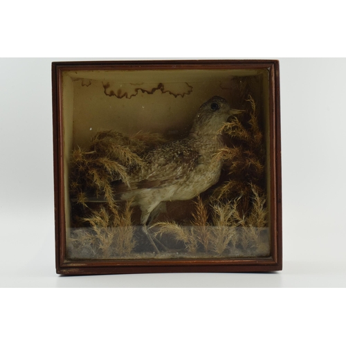 216 - Late Victorian / Edwardian taxidermy model of a bird set amongst naturalistic setting, in wooden gla... 