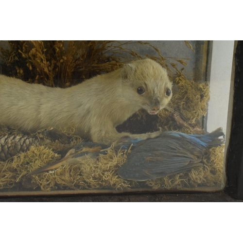 217 - Late Victorian / Edwardian taxidermy group of a kingfisher with a white stoat (or similar) amongst n... 