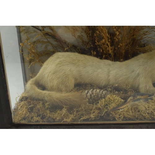 217 - Late Victorian / Edwardian taxidermy group of a kingfisher with a white stoat (or similar) amongst n... 