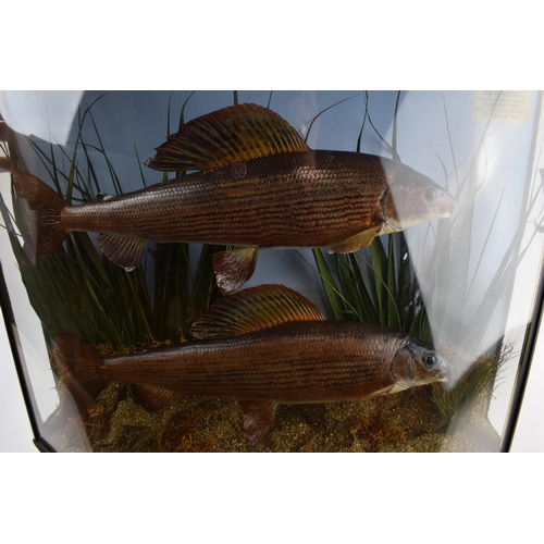 219 - Taxidermy: a cased pair of preserved grayling fish bow fronted case with Verre églomise-style border... 