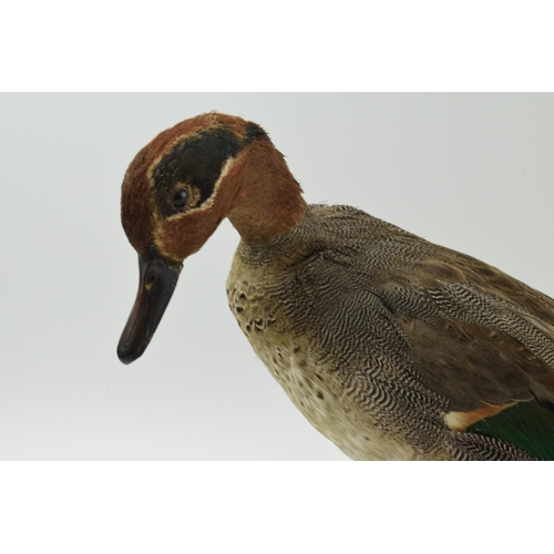 344 - Vintage French taxidermy model of a duck, mounted onto a wooden base, 23cm tall.