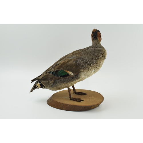 344 - Vintage French taxidermy model of a duck, mounted onto a wooden base, 23cm tall.