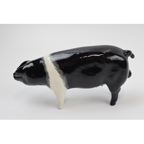 70A - Beswick Saddleback Boar 1512.