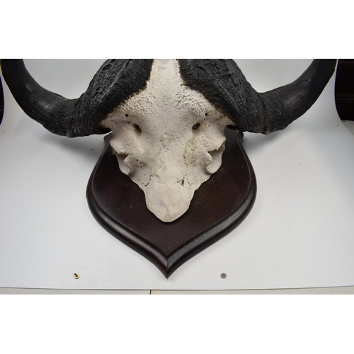 280 - Mounted buffalo head and horns on original shield dating from the early part of the 20th century. Im... 