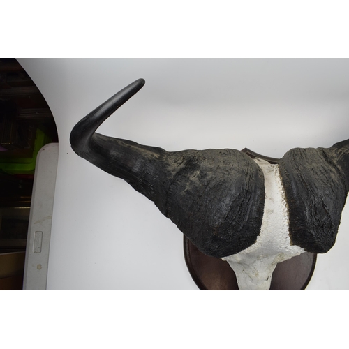 280 - Mounted buffalo head and horns on original shield dating from the early part of the 20th century. Im... 