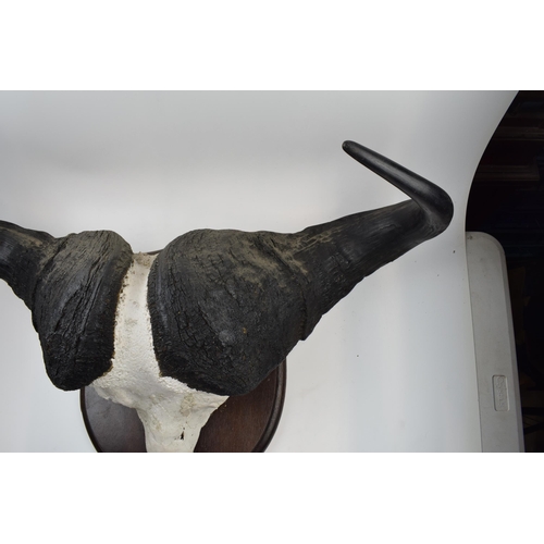 280 - Mounted buffalo head and horns on original shield dating from the early part of the 20th century. Im... 