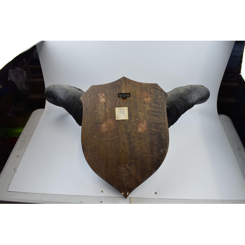 280 - Mounted buffalo head and horns on original shield dating from the early part of the 20th century. Im... 