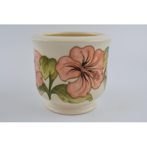 106 - Moorcroft Hibiscus on magnolia planter, 13cm tall.