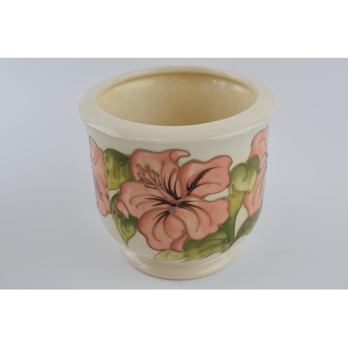 106 - Moorcroft Hibiscus on magnolia planter, 13cm tall.