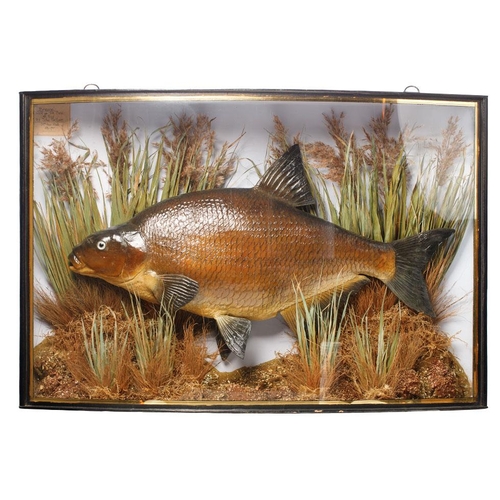 274 - Cased taxidermy Bream. A good example of a Bream in naturalist river bed setting mounted in bow fron...