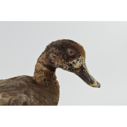 275 - Vintage French taxidermy model of a duck, mounted onto a wooden base, 28cm tall.