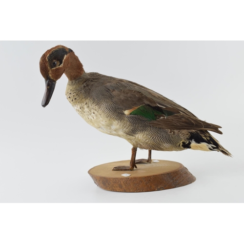 276 - Vintage French taxidermy model of a duck, mounted onto a wooden base, 23cm tall.