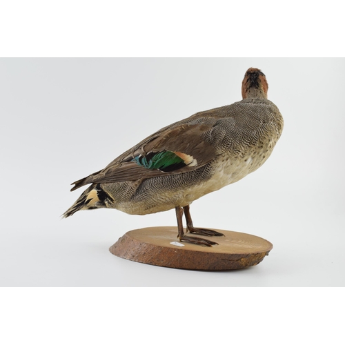 276 - Vintage French taxidermy model of a duck, mounted onto a wooden base, 23cm tall.