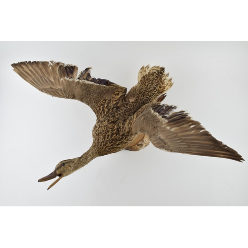 277 - Vintage French taxidermy model of a flying duck, mounted onto a wooden base, 71cm tall.