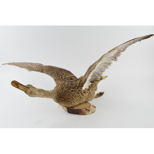 277 - Vintage French taxidermy model of a flying duck, mounted onto a wooden base, 71cm tall.