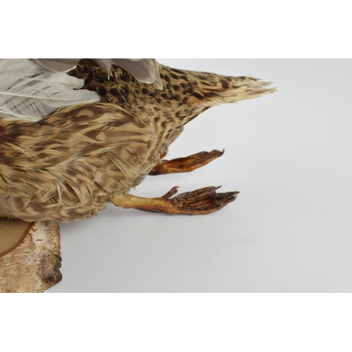 277 - Vintage French taxidermy model of a flying duck, mounted onto a wooden base, 71cm tall.